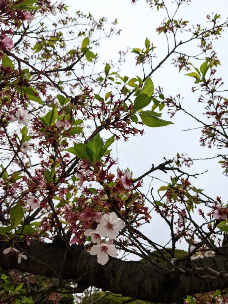 桜散りかけ